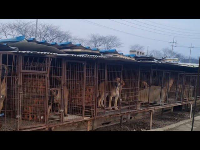 죽산 개백정 다시 시작했습니다: 동물 보호에 대한 불만과 해결책