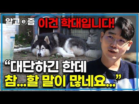 대형견 4마리의 관리가 어려워 보입니다 - 어떻게 해야 할까요?