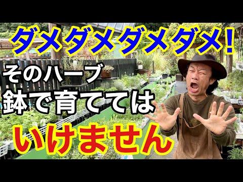 ハーブ栽培プランターのコツと注意点