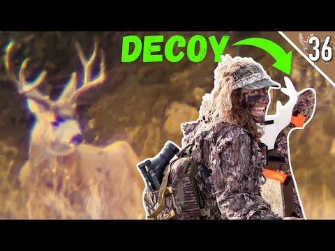 Mastering Mule Deer Hunting: Tips and Encounters