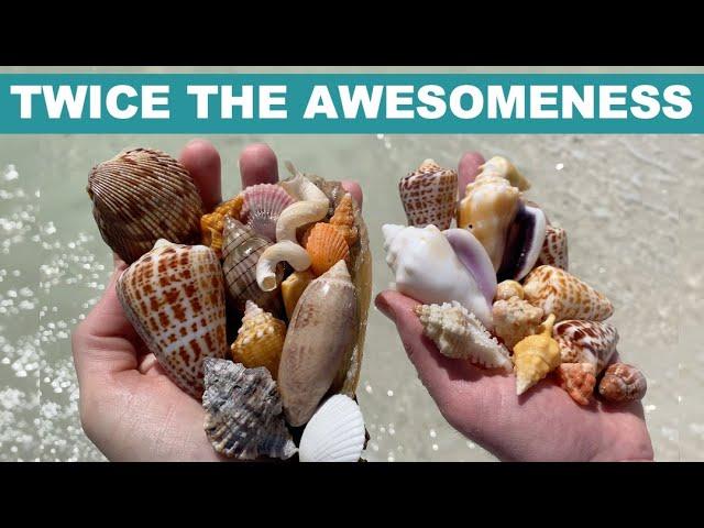 Uncovering Hidden Treasures: A Shell Hunting Adventure