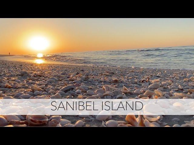 Uncovering the Hidden Treasures of Sanibel Island Beach: A Seashell Exploration Adventure