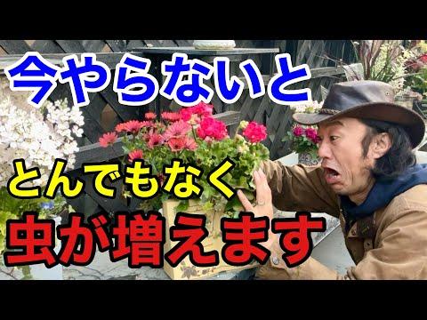 【園芸初心者必見】害虫予防のポイントと効果的な対策