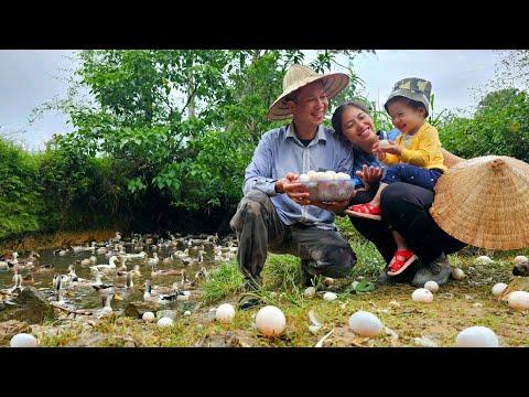 Discovering the Delights of Duck Eggs: A Village Culinary Adventure