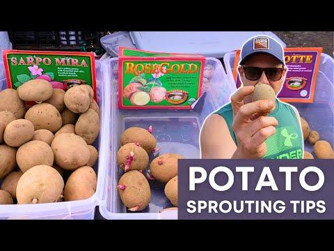 Maximize Your Potato Harvest: Tips for Sprouting and Planting