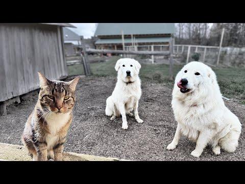 Adorable Farm Dogs: A Hilarious Video You Can't Miss!