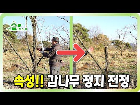 감나무 전정 방법 및 주의사항