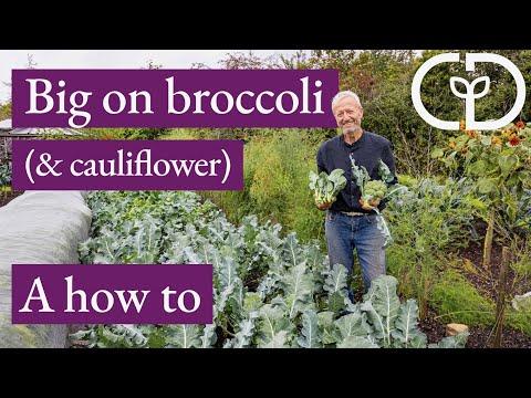 Maximizing Your Broccoli Harvest: Tips from a Gardening Expert