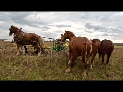 Amish Farm Life: Clipping Dogs, Building Sheds, and Plowing Fields