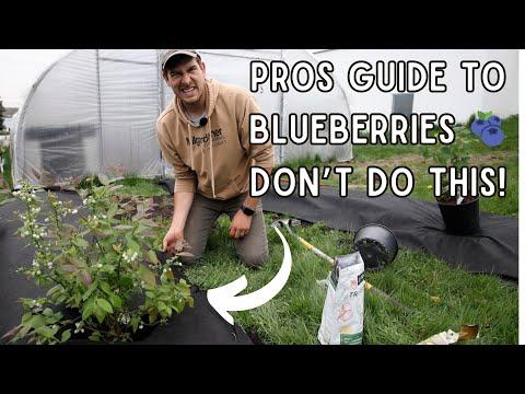 Mastering Blueberry Growing: Expert Tips for Success