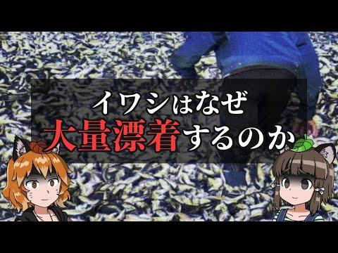 イワシの大量漂着についての謎を解明！