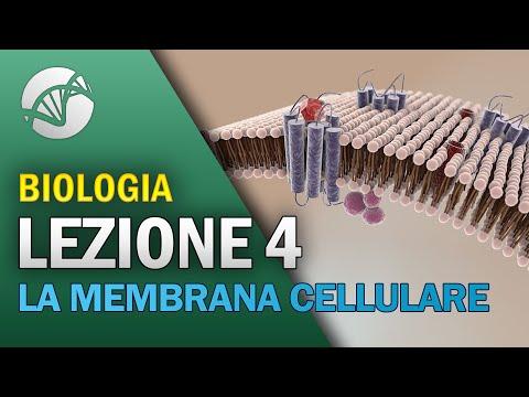 Understanding the Importance of the Cell Membrane