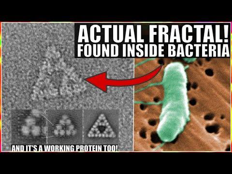 Exploring the Fascinating World of Fractal Molecules in Bacteria