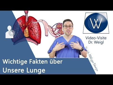 Die Wunder der Lunge: Alles, was Sie über Ihre Atemorgane wissen müssen
