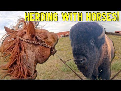 Successfully Herding Cows: Strategies and Challenges