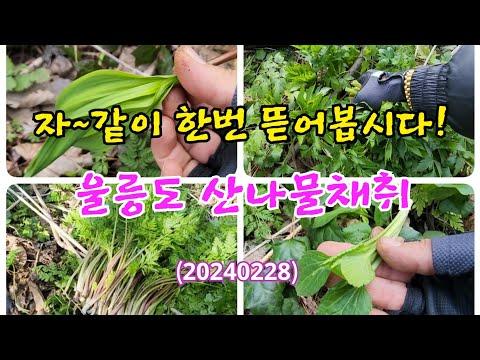 울릉도 산나물채취: 자연 속의 신선한 맛을 만나다