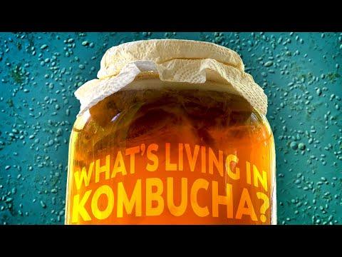 Unraveling the Mysteries of Kombucha: A Microbial Universe