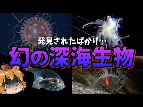 【深海生物特集】驚異の新種からクトゥルフ神話の怪物まで！