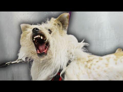 Handling Aggressive Dogs: A Groomer's Guide