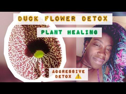 The Duck Flower Detox