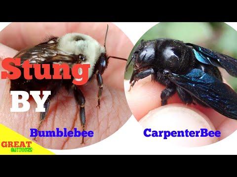 What's the Difference in Carpenter Bees and Bumble Bees?