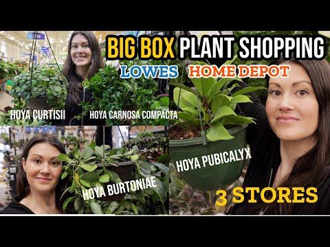 Discovering Rare Indoor Plants at Big Box Stores: A Plant Lover's Paradise