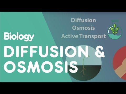 Understanding Diffusion, Osmosis, and Active Transport in Cells