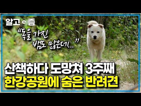 희망이: 안락사 위기에서 구조된 유기견의 감동적인 이야기