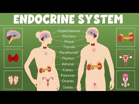 Understanding the Endocrine System: The Key to Hormonal Balance