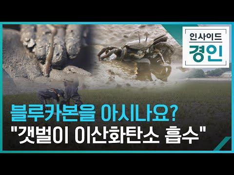 강화도 갯벌: 탄소 중립을 위한 보호와 활용