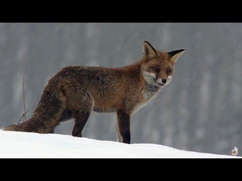 Unveiling the Secrets of Winter Survival: A Wildlife Documentary