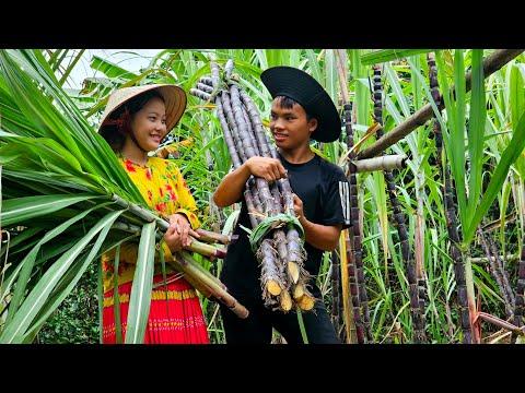 Harvesting and Selling Sugarcane: A Sweet Success Story