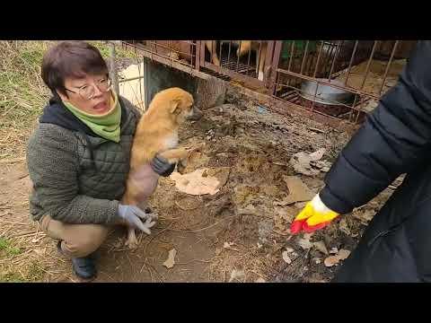 도살장 아이들의 구조와 이동: 감동적인 이야기