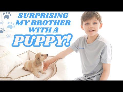 Surprising My Brother with a Puppy: A Heartwarming Tale of Joy and Adjustment