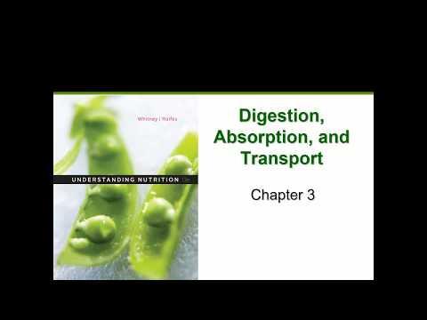 Mastering Digestion: A Complete Guide to Understanding the Digestive System