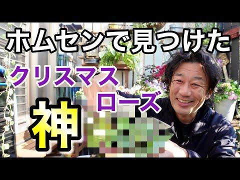 クリスマスローズの植付けと育成のポイント