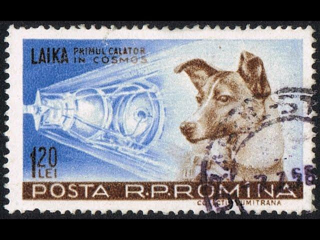 The Heartbreaking Story of Laika: A Hero in Space