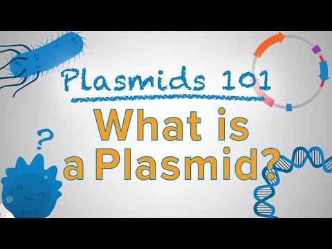 Harnessing the Power of Plasmid Cloning: A Guide to Engineering DNA