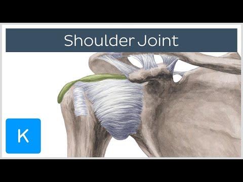 Mastering Shoulder Anatomy: A Comprehensive Guide to Understanding the Shoulder Joint