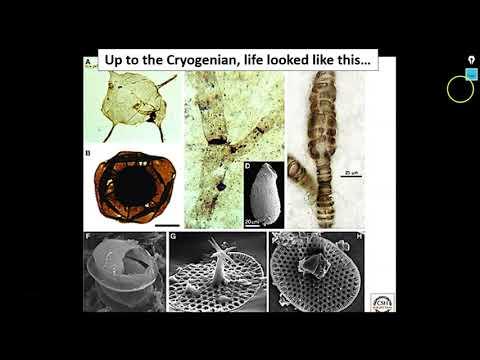 Uncovering the Mysteries of the Cambrian Period: A Video Lecture Review