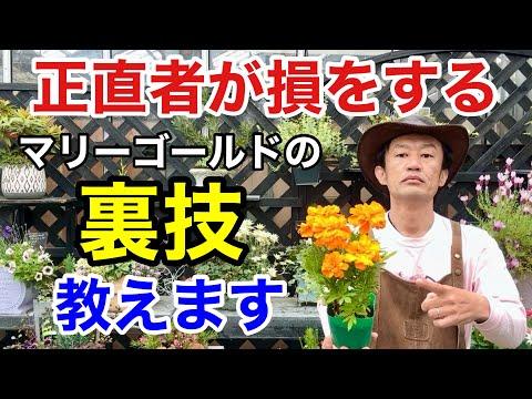 マリーゴールドの育て方：初心者におすすめのコツとポイント