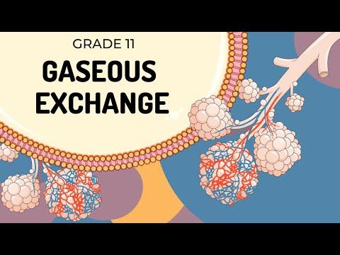 Mastering Gaseous Exchange: A Comprehensive Guide for Grade 12 Students