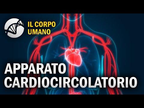 Fascino del Sistema Cardiovascolare Umano