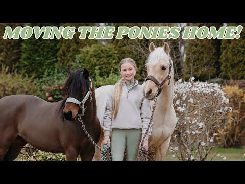 Moving Ponies to a New Home: A Family's Journey