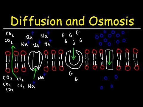 Understanding Cellular Transport: Diffusion, Active Transport, and Water Movement