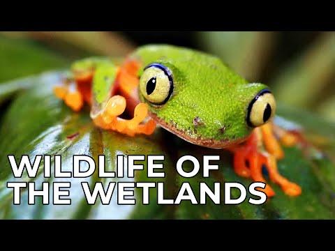 Discover the Fascinating World of Wetlands and Their Inhabitants