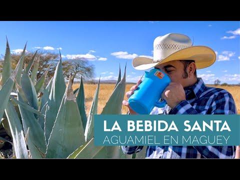 Discover the Art of Extracting Aguamiel from Maguey Plant