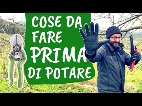 5 Cose da Sapere Prima di Fare Potatura: Guida Completa