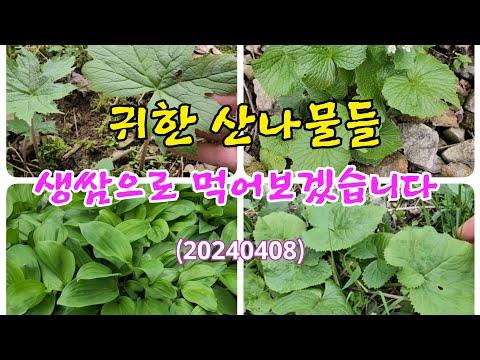 산나물 다양성 소개 및 다채로운 요리 방법