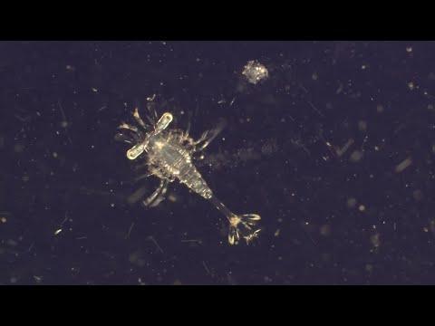 The Importance of Plankton in Sustaining Life on Earth